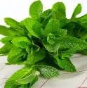 Menthe fraîche